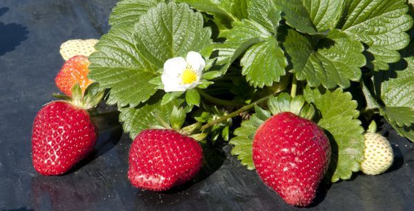  Solo le varietà di fragola del resto sono adatte alla coltivazione in tubi.