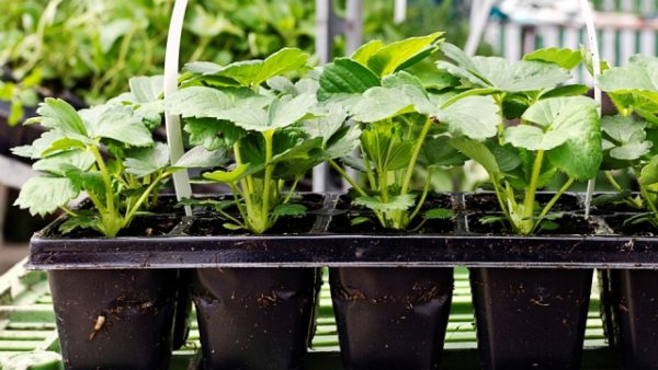  Strawberry seedlings