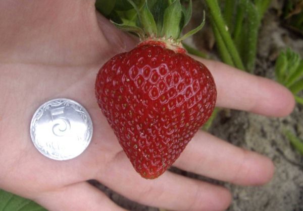  The size and shape of strawberry varieties Corona
