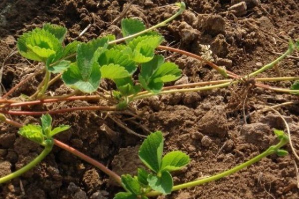  Strawberry reproduction