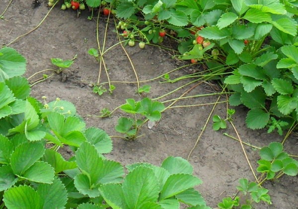  Durante la vendemmia si notano dei buoni cespugli, i cui baffi si estendono.
