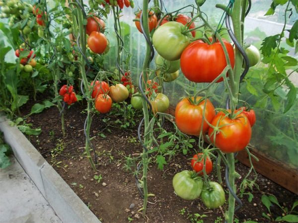  tomates diferentes