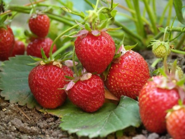  Strawberry Elvira in giardino