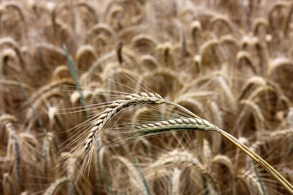  rye