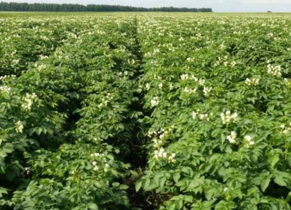  I cespugli di patate Impala sono molto alti e abbastanza spessi