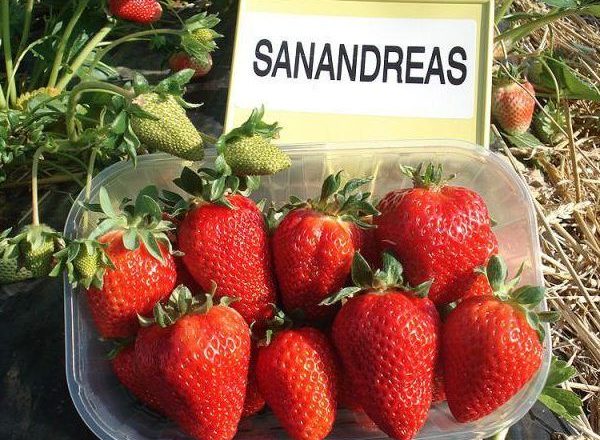  Straw varieties San Andreas