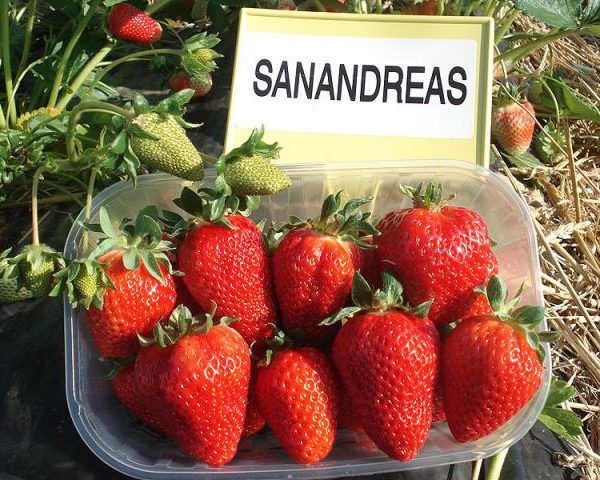  Straw varieties San Andreas