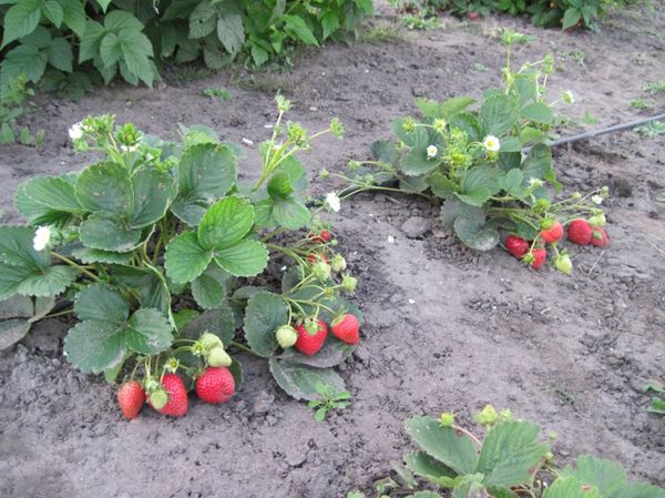  Bushes of this variety require constant care.