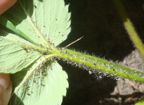  Aphids on Strawberry San Andreas