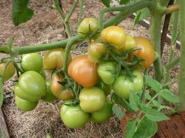 Tomato Sanka nu are nevoie de jartiere si leagan