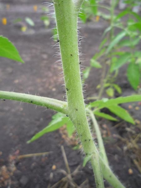  Afide pe tulpina de tomate