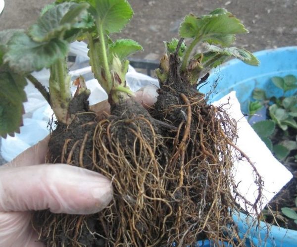  Healthy strawberry seedlings