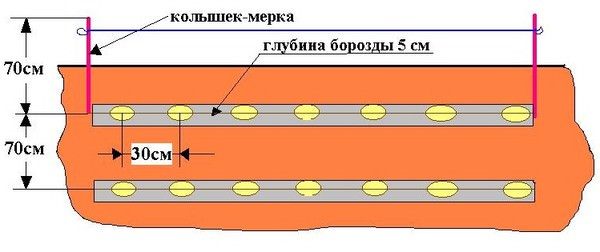  Schema di impianto per la patata Tuleyevsky