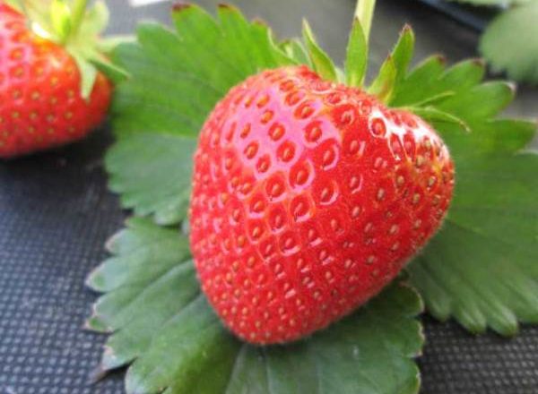  Strawberry Moscow delicacy