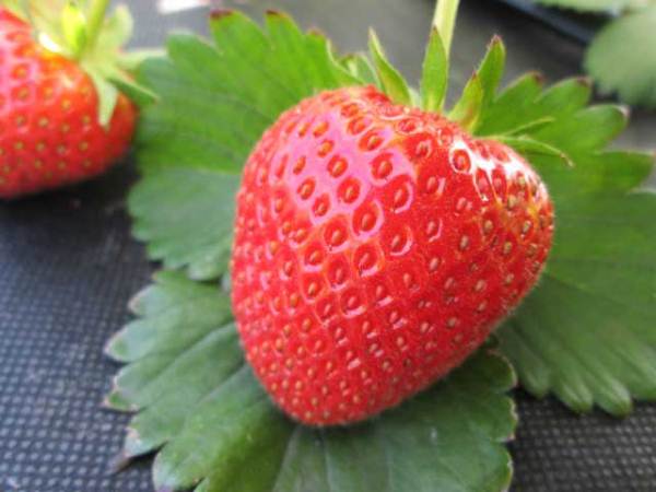  Strawberry Moscow delicacy