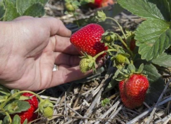  Strawberry Elinae sulla trama del giardino
