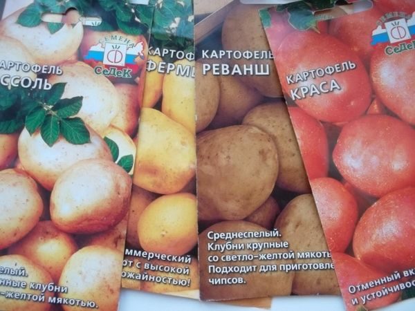  semi di patate