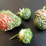  Strawberry seeds on ripe berry