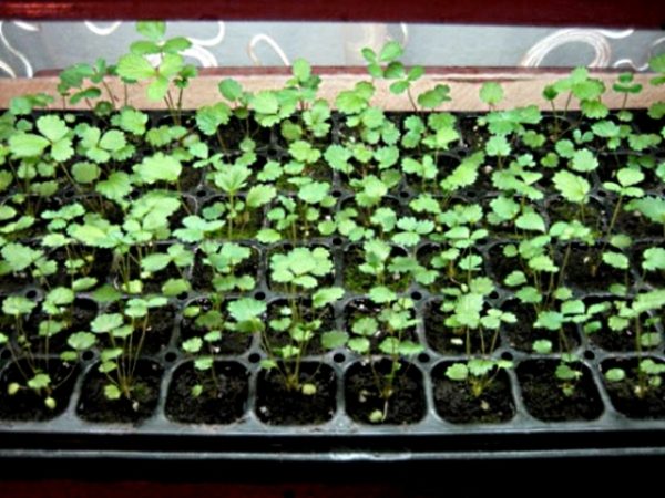  Piantine di fragole