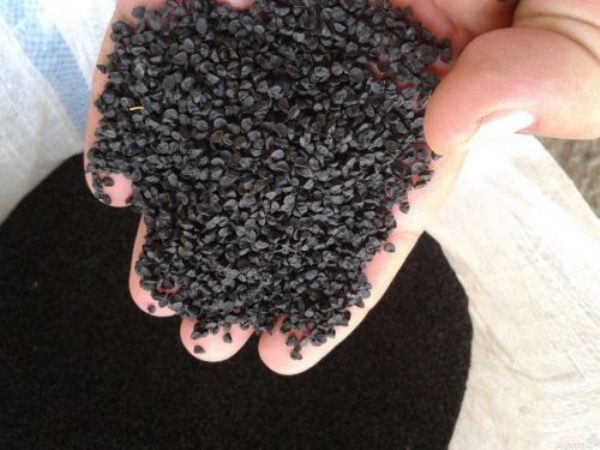  Onion seeds Stuttgarter