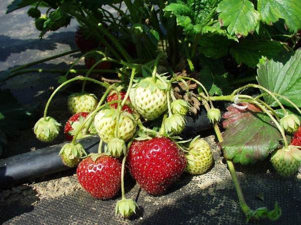  Strawberry Zenge Zengana obtained by crossing varieties Sieger and Marche