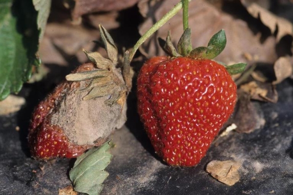  Marciume grigio sulle fragole