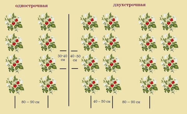  The scheme of planting strawberries Jolie