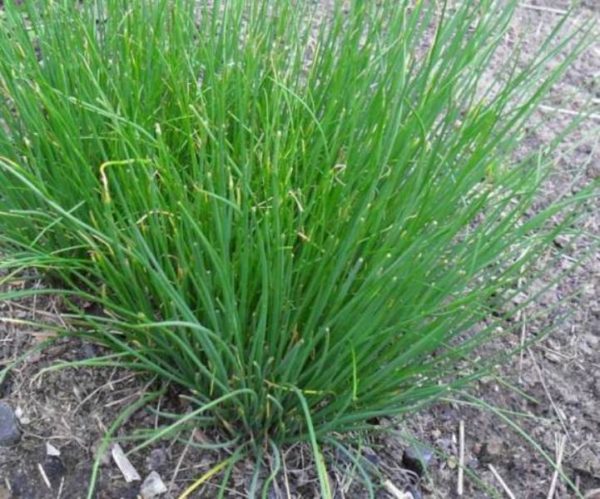  Perennial onions in the garden