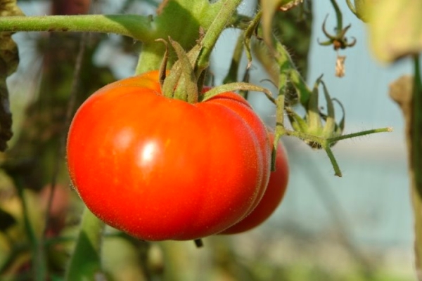  Tomate Siberiano precoce: descrição da variedade, cultivo e cuidados