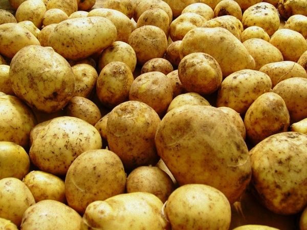  potato sun