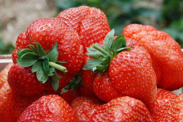  Strawberry Sonata