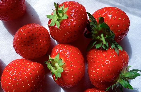  Proper care of strawberries Sonata will help get a rich harvest
