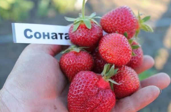  Sonata can be grown up to 5 years without loss of yield