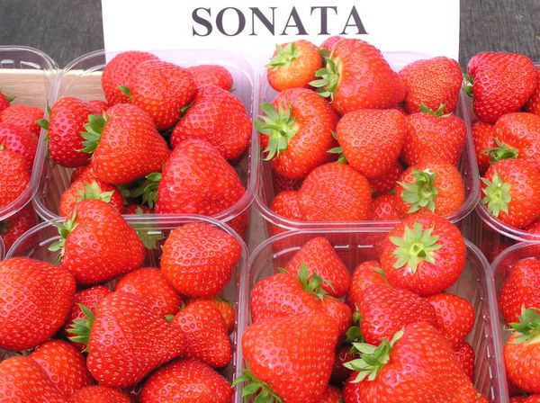  The process of transportation and collection does not spoil the berries