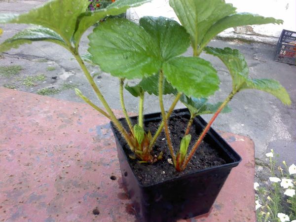  For planting choose seedlings without stains and plaque