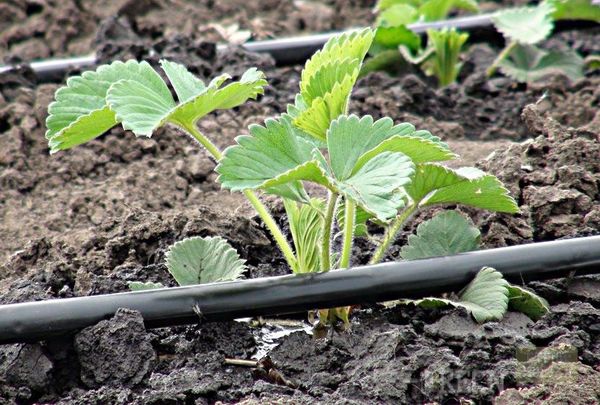  For sonatas, drip irrigation is ideal.