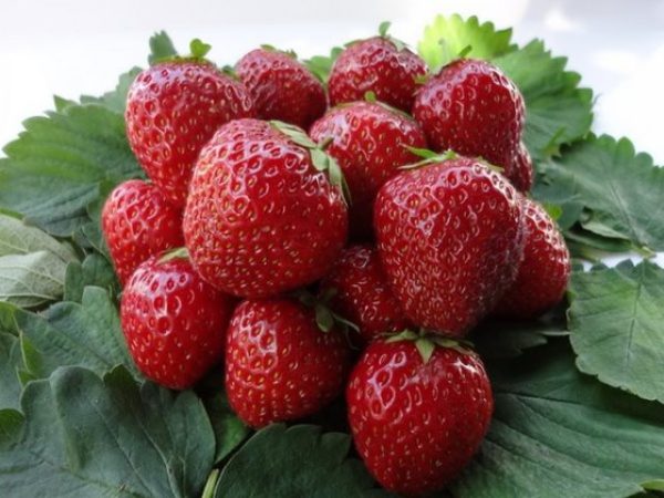  Ripe strawberry kimberly