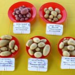  varietà di patate