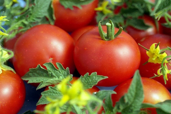  Tomates são úteis para homens hipertensos, homens com mais de 40 anos