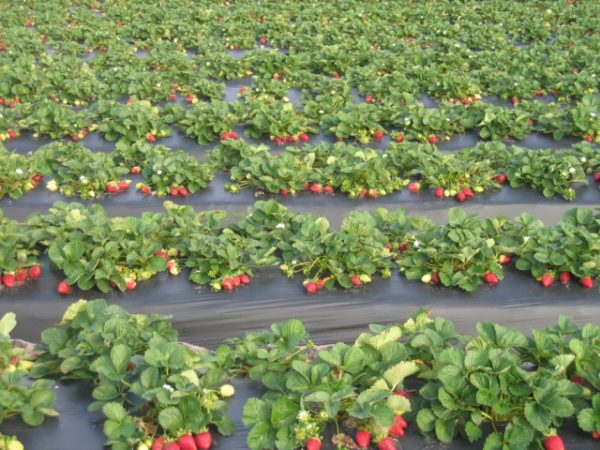  Strawberry root insulation