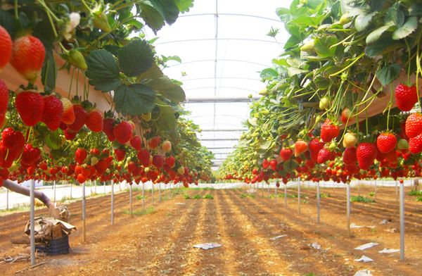  Morangos em crescimento em hidroponia