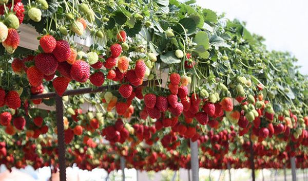  No cultivo hidropônico não há ervas daninhas e os volumes de frutas são muito grandes.