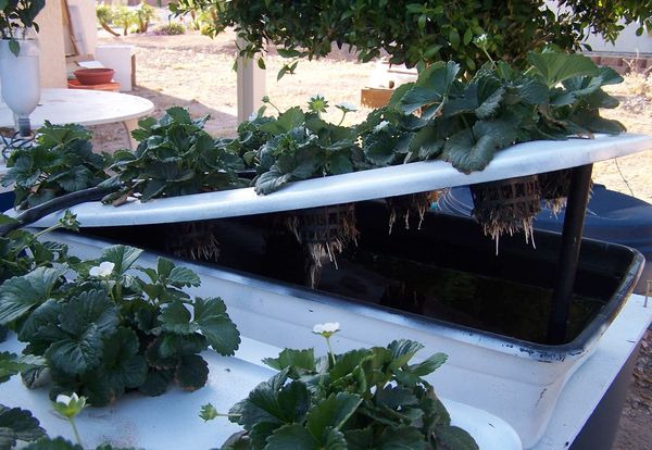  Baseado na camada nutriente de NFT
