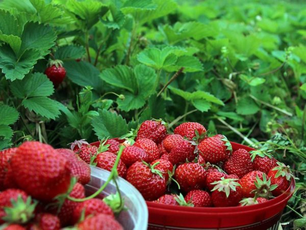  Harvested Strawberry