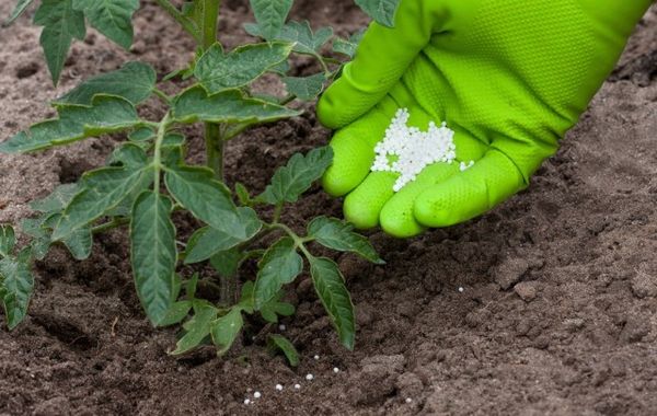  Îmbrăcarea superioară a răsadurilor de superfosfat de tomate