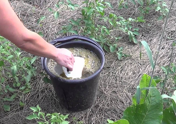  Top-dressing de roșii în sol cu ​​îngrășământ superfosfat