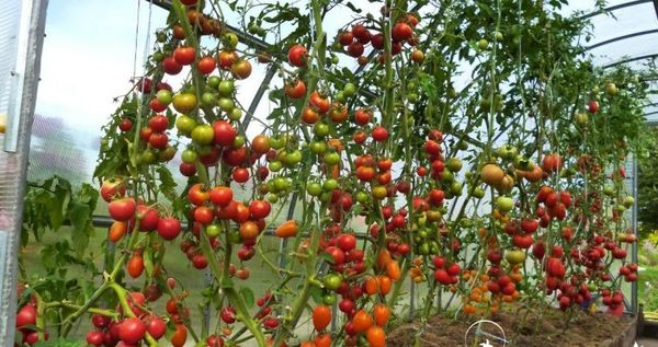  Tomates altos estão pendurados em ganchos