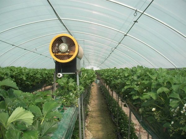  It is possible to heat the winter greenhouse in the different ways