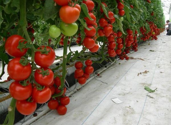  Tomates crescentes na estufa