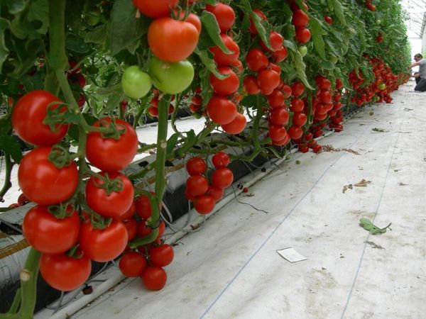  Tomates crescentes na estufa